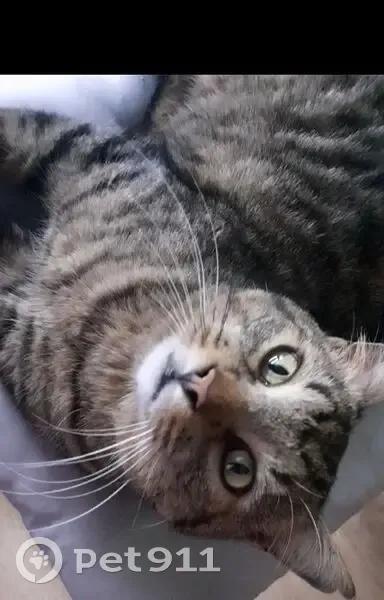 Chat tigré câlin trouvé à Évry - photo