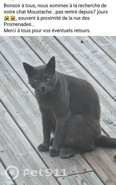 Chat gris perdu, castré, pucé à Lillers - photo