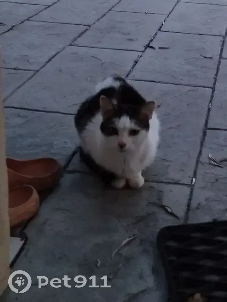 Chatte noire et blanche perdue, besoin soins - photo