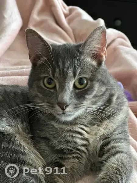 Chat tigré gris perdu à Houdain - photo