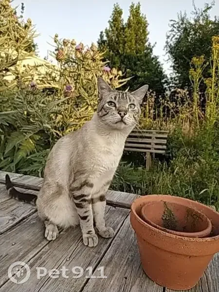 Chat perdu à Nantes, rue de la Convention - photo