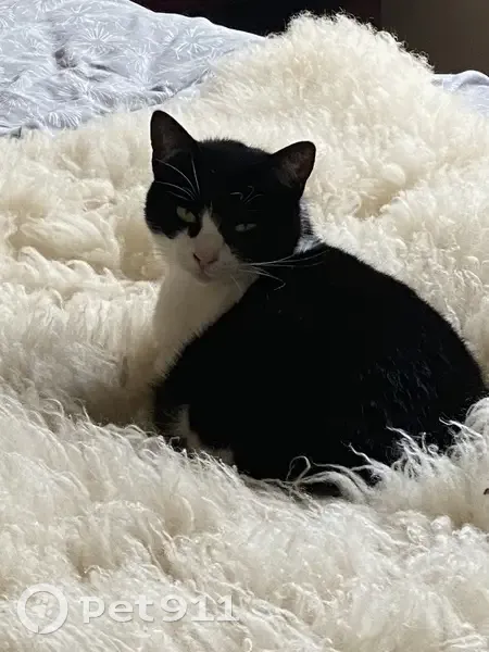 Chatte perdue à Boussy-Saint-Antoine - photo