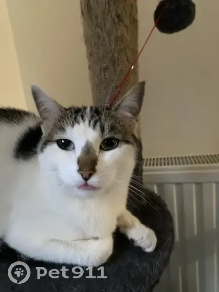 Chat gris et blanc perdu à Bordeaux - photo