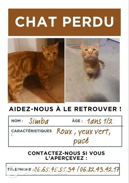 Chat roux perdu, castré, pucé à Morangis - photo