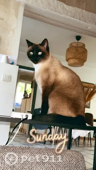 Chat perdu : Umy, croisé siamois, Mello - photo