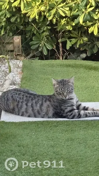 Chat castré perdu à L'Houmeau, très sociable - photo