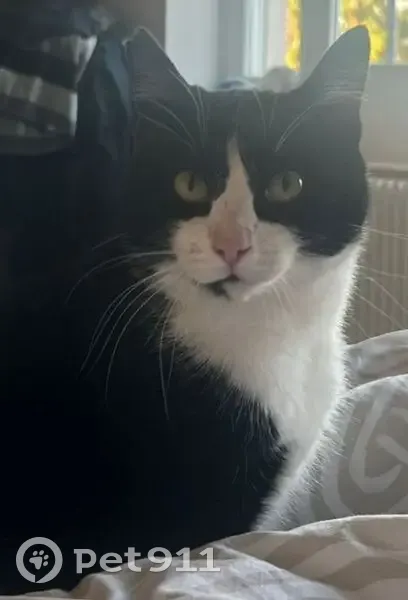 Chat perdu : noir/blanc, oreille fendue, St-Yon - photo