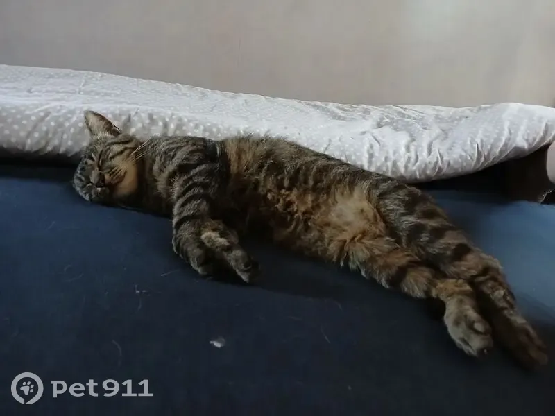 Chatte perdue : Bagheera, rue des Écoles - photo