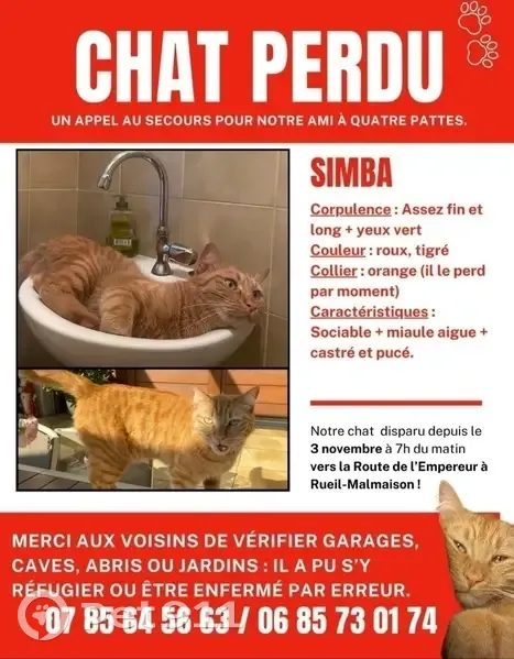 Chat roux perdu à Rueil-Malmaison - photo