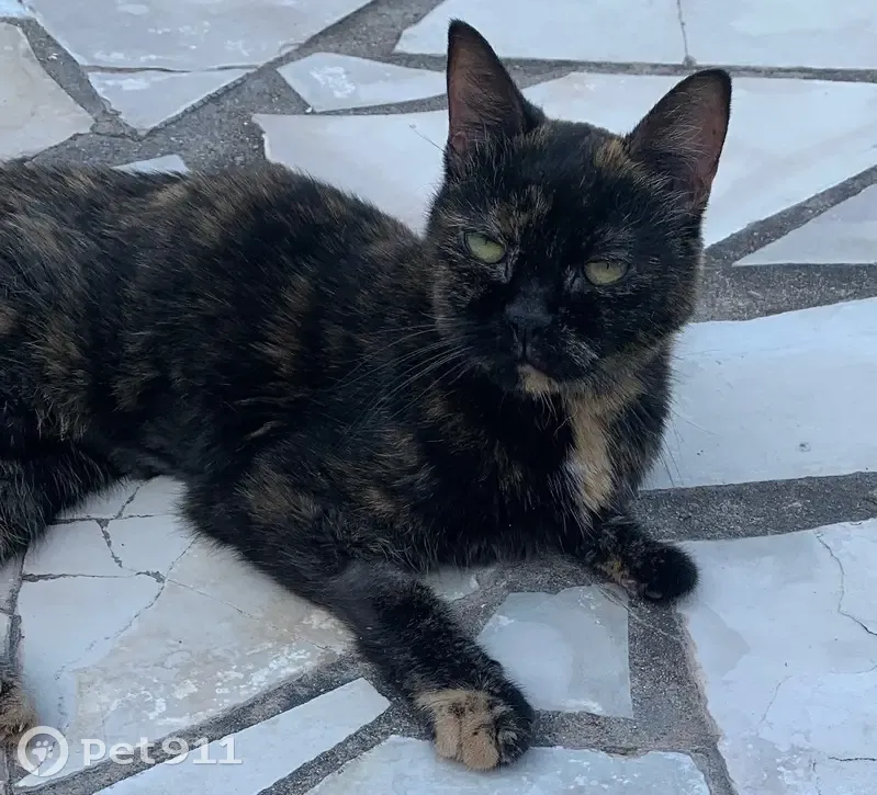 Chat Écaille 8 ans perdue à Fréjus - photo