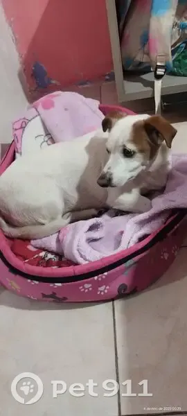 Cachorro encontrado - photo