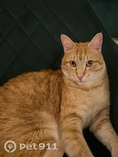 Chat roux Yoda perdu à L'Union - photo