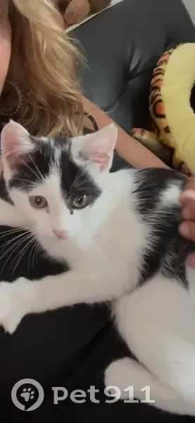 Chat perdu : 4 mois, noir/blanc, Grigny - photo