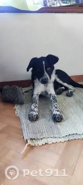 Chiot noir/gris trouvé à Leychert - photo