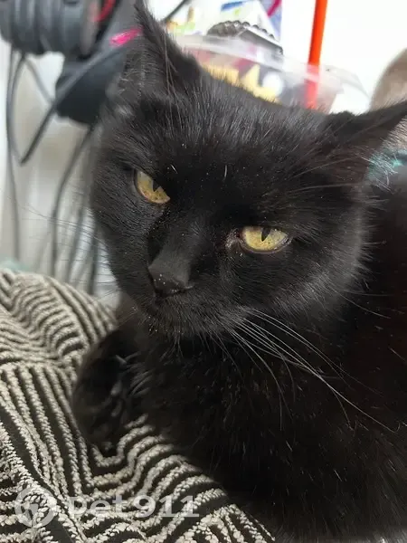 Chat noir trouvé à Lille, cherche propriétaire - photo