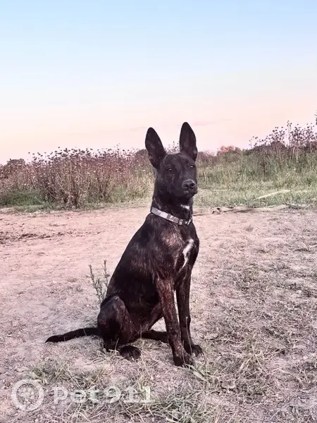 Chien marron bringé perdu à Beaucaire - photo