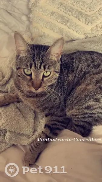 Chat perdu: Méfiant mais gentil à Garidech - photo