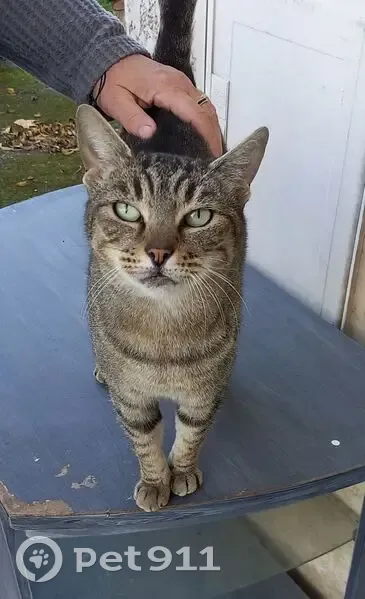 Chatte tigrée trouvée à Saint-Priest - photo