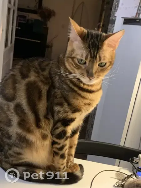 Chat Bengal 2 ans perdu à Versailles - photo