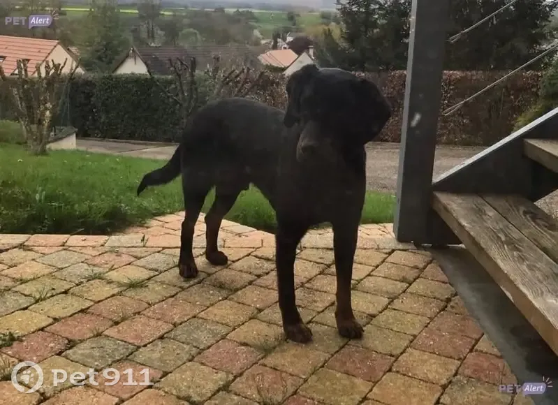 Chien perdue à Rahling, Grand Est - photo