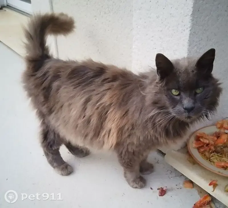 Chat trouvé, perdu, gentil, Muids 1er nov. - photo