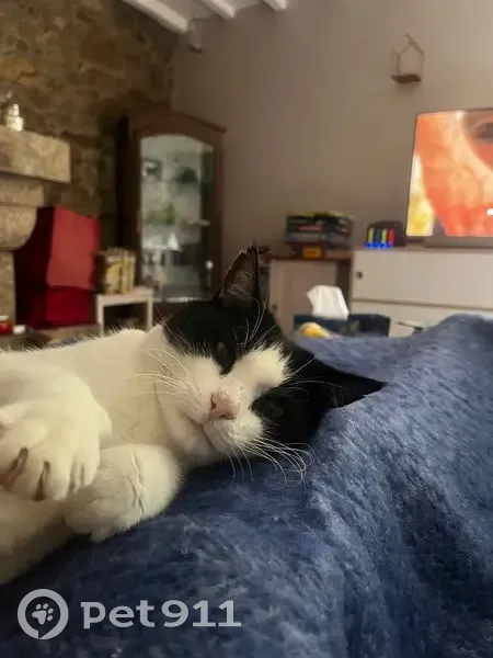 Chat perdu : mâle noir et blanc, collier gris - photo