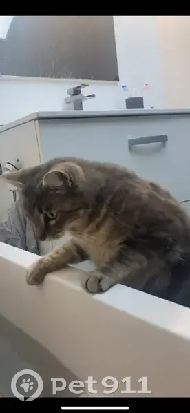 Chat gris tigré perdu à Rolleville - photo