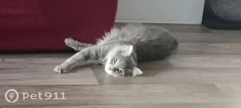 Chat perdue gris yeux verts Levallois - photo