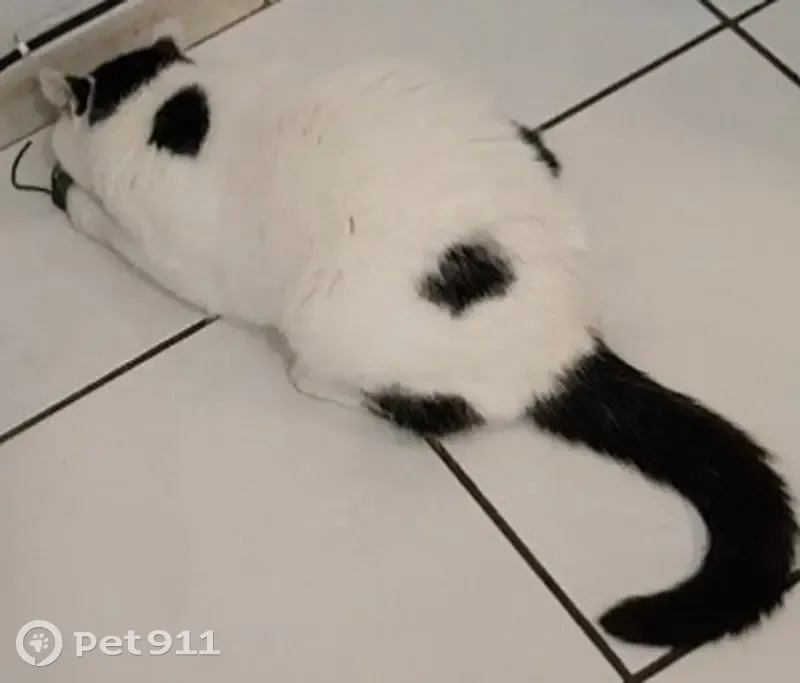 Chat perdu: Blanc/noir, collier, Lille - photo