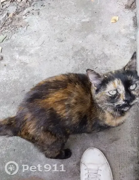 Chatte écaille perdue, route de Bayonne - photo