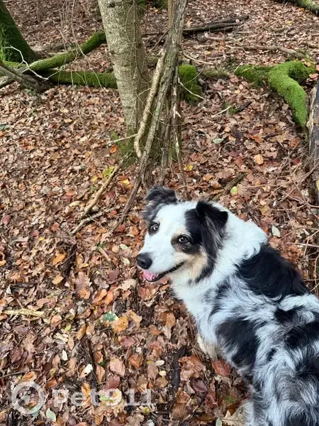 Chien perdu, taille moyenne, Flourens - photo
