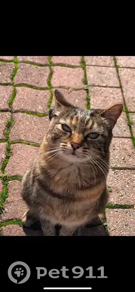 Chat perdue malade, Bouguenais - photo