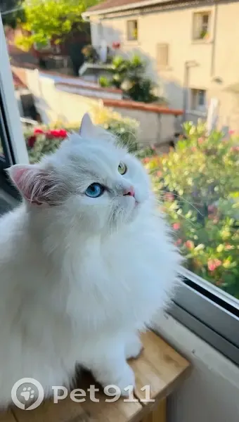 Chat angora blanc perdu à Toulon - photo