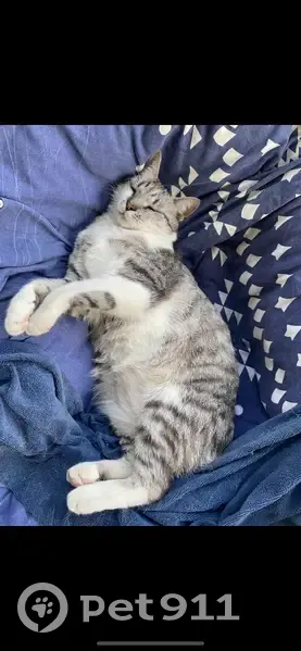 Chat blanc et gris perdu à Anglet - photo