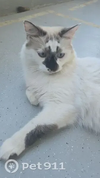Chat perdu : castré, tatoué, rue Dilhan - photo