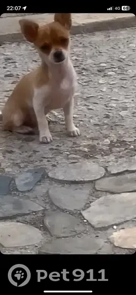 Chien beige et blanc perdu à Tarascon - photo