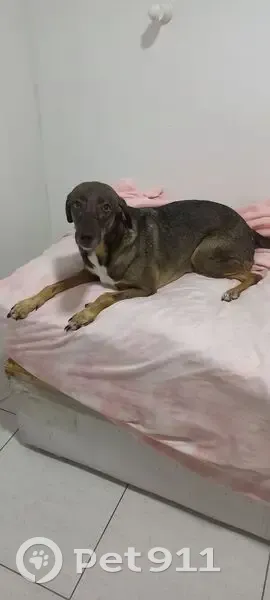 cachorro desaparecida - photo