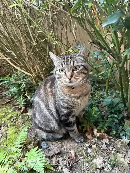 Chatte tigrée perdue, rue Godard, St-Malo - photo