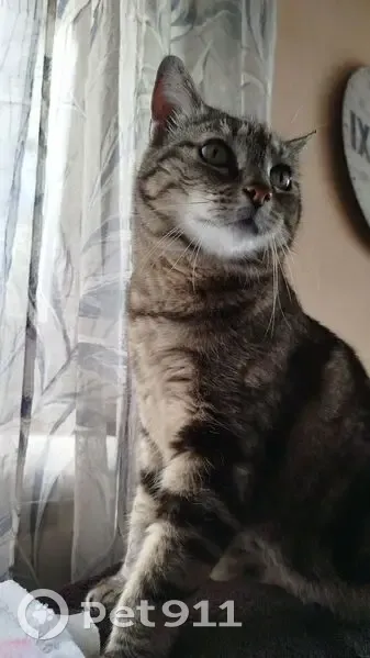 Chatte tigrée perdue à Nice - photo