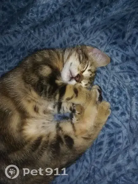 Chaton tigré perdu à Trégueux - photo
