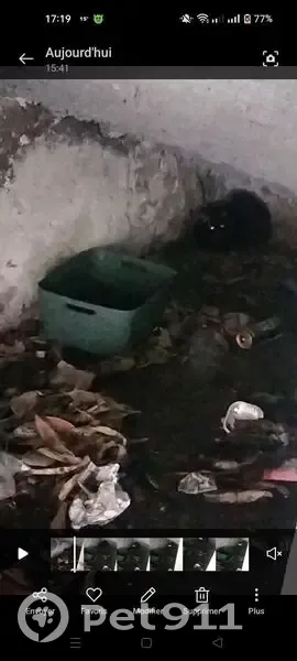 Chat noir apeuré trouvé à Toulon, urgence! - photo