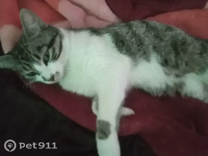 Chat perdu près de Notre-Dame, Paris - photo