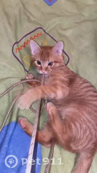 Chaton roux trouvé à Soissons - photo