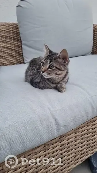 Chatte perdue à Billère, 7 mois, douce - photo