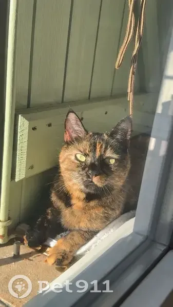 Chat Écaille perdue, Mougins, stérilisée - photo