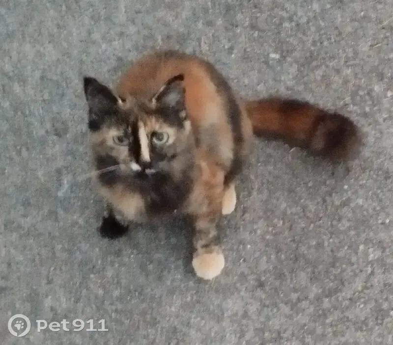 Chat perdue Tortie, encoche oreille gauche - photo