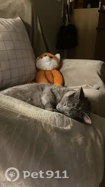 Chatte chartreux perdue à Saint-Estève - photo