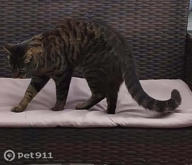 Chat tigré perdu à Coudekerque-Branche - photo