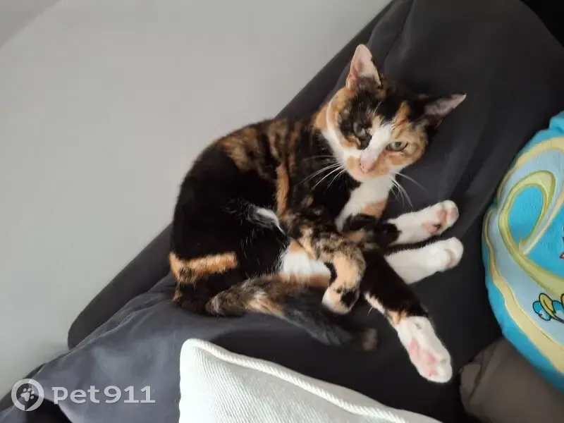 Chatte écaille de tortue perdue à Aulnoy - photo