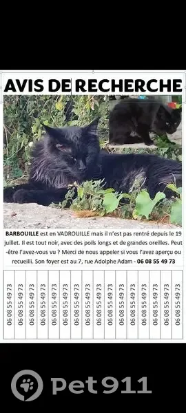 Chat Maine Coon noir perdu à Perpignan - photo